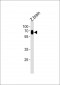 (DANRE) slc17a6a Antibody (C-term)